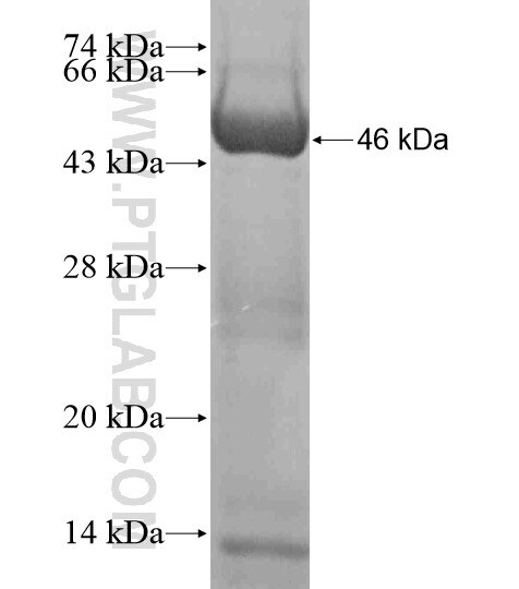 IFT80 fusion protein Ag18650 SDS-PAGE