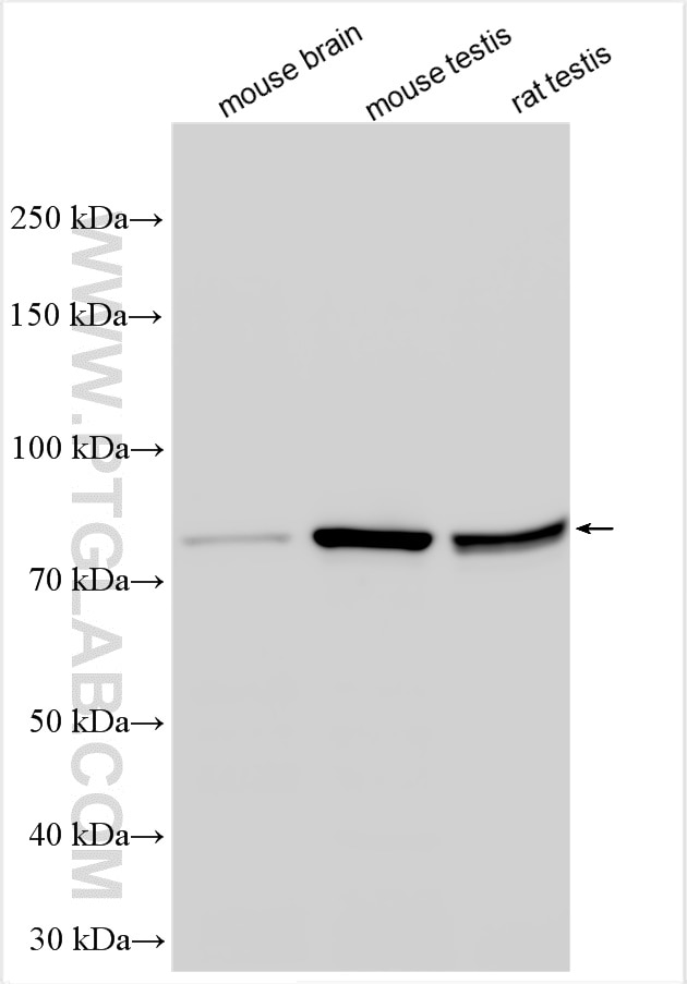 Western Blot (WB) analysis of various lysates using IFT81 Polyclonal antibody (11744-1-AP)