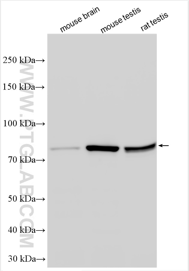 WB analysis using 11744-1-AP