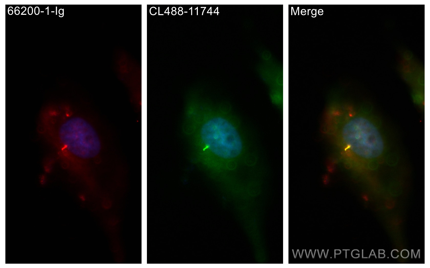 Immunofluorescence (IF) / fluorescent staining of MDCK cells using CoraLite®488-conjugated IFT81 Polyclonal antibody (CL488-11744)