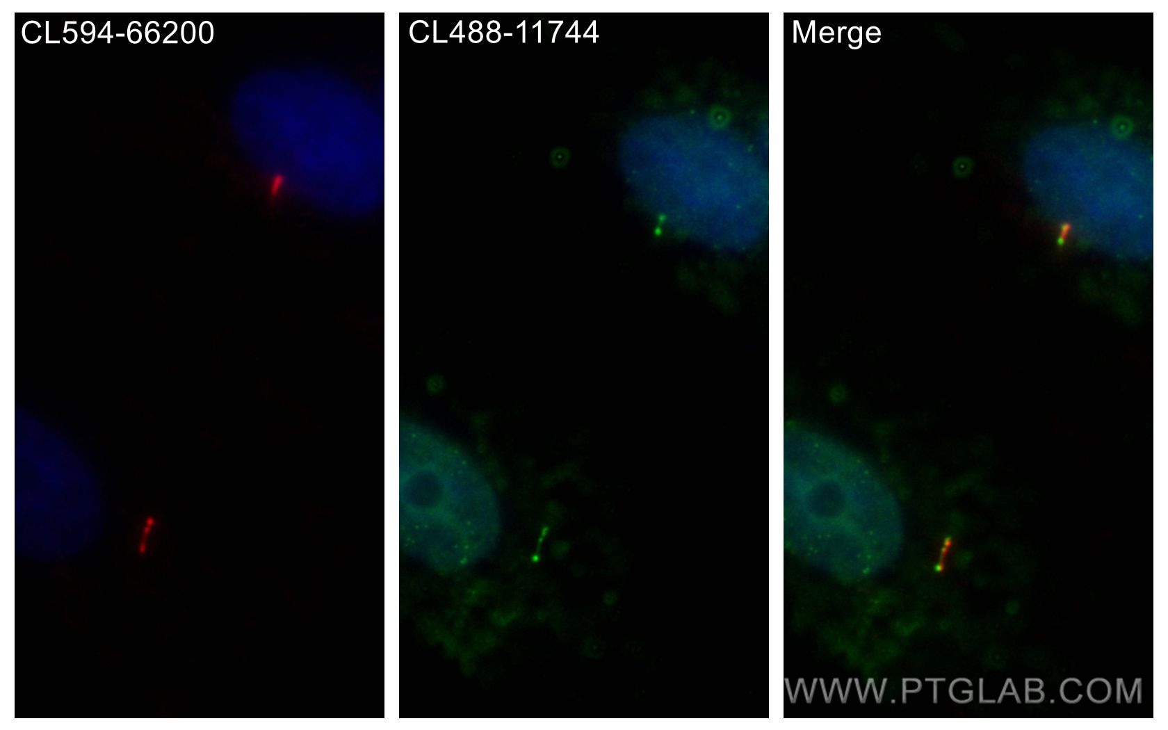 Immunofluorescence (IF) / fluorescent staining of MDCK cells using CoraLite® Plus 488-conjugated IFT81 Polyclonal ant (CL488-11744)