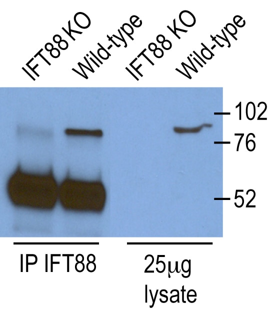 Immunoprecipitation (IP) experiment of knockout cells and WT cells using IFT88 Polyclonal antibody (13967-1-AP)