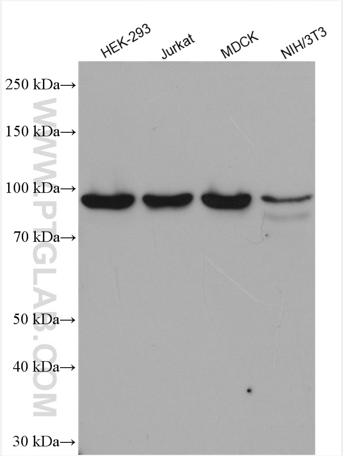 Western Blot (WB) analysis of various lysates using IFT88 Polyclonal antibody (13967-1-AP)