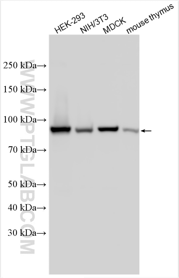 Western Blot (WB) analysis of various lysates using IFT88 Polyclonal antibody (13967-1-AP)