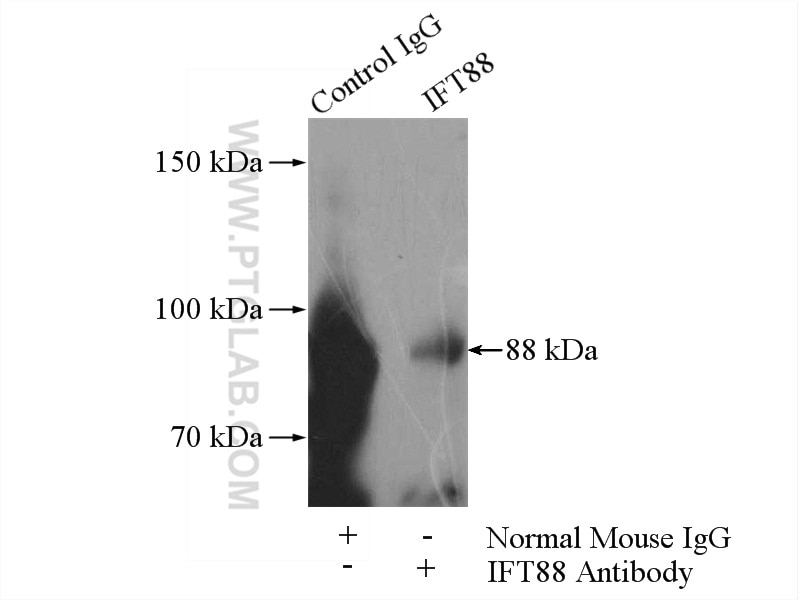 Immunoprecipitation (IP) experiment of PC-3 cells using IFT88 Monoclonal antibody (60227-1-Ig)