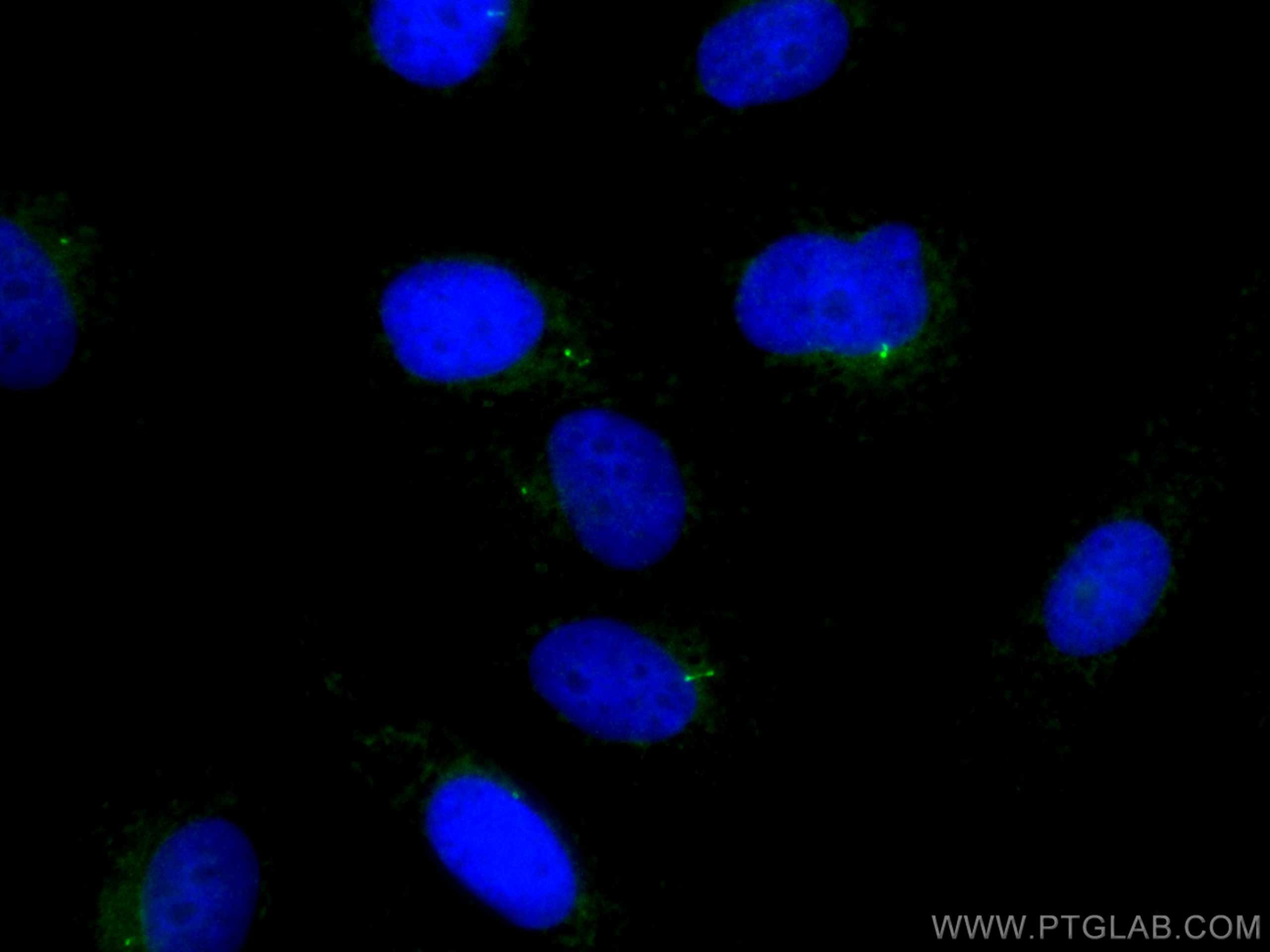 Immunofluorescence (IF) / fluorescent staining of MDCK cells using CoraLite®488-conjugated IFT88 Polyclonal antibody (CL488-13967)
