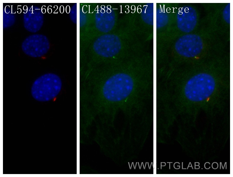 Immunofluorescence (IF) / fluorescent staining of C2C12 cells using CoraLite®488-conjugated IFT88 Polyclonal antibody (CL488-13967)