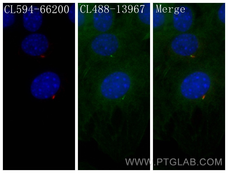 Immunofluorescence (IF) / fluorescent staining of C2C12 cells using CoraLite® Plus 488-conjugated IFT88 Polyclonal ant (CL488-13967)