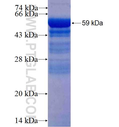IFT88 fusion protein Ag4980 SDS-PAGE