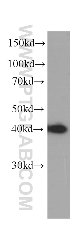 Western Blot (WB) analysis of K-562 cells using IGBP1 Monoclonal antibody (60256-1-Ig)