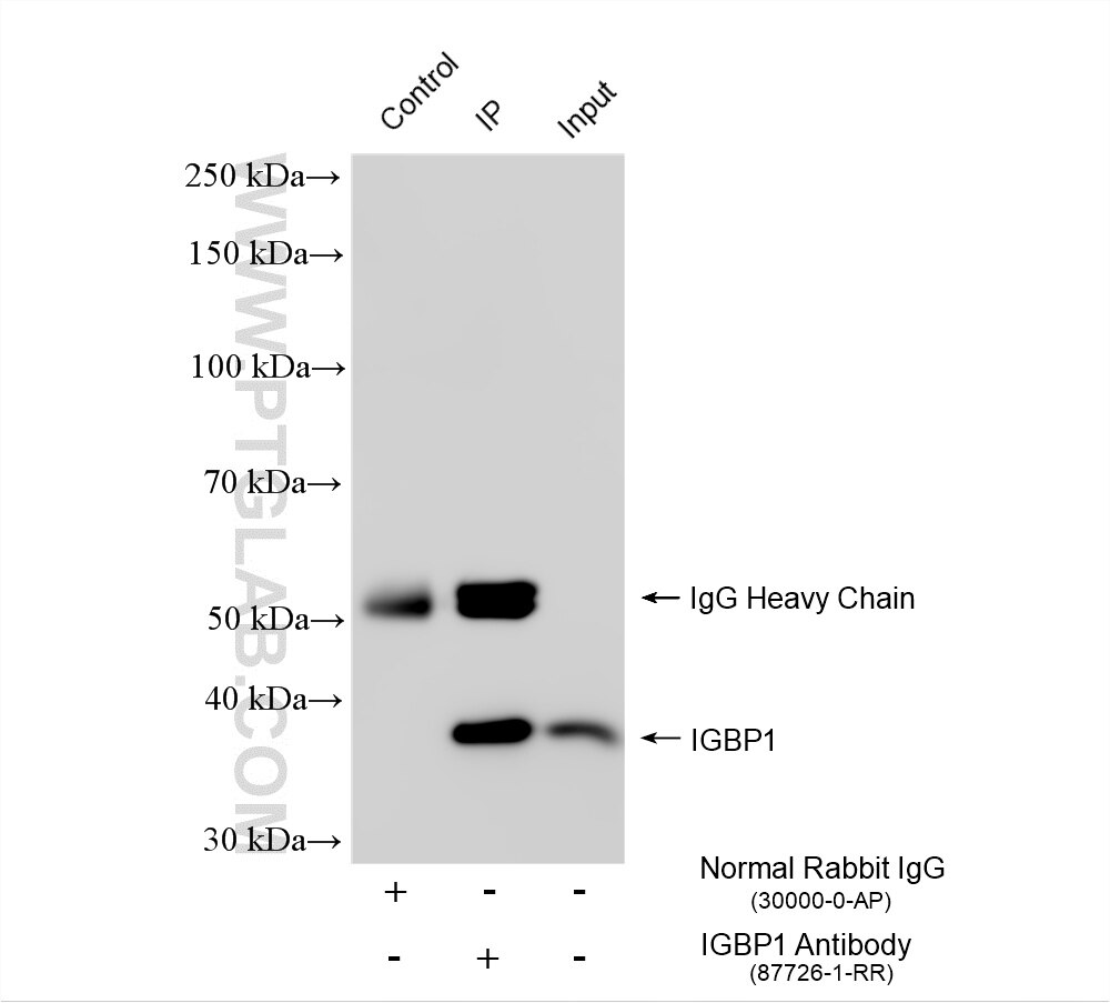 IP experiment of Jurkat using 87726-1-RR Immunoprecipitation (IP) experiment of Jurkat cells using IGBP1 Recombinant monoclonal antibody (87726-1-RR)