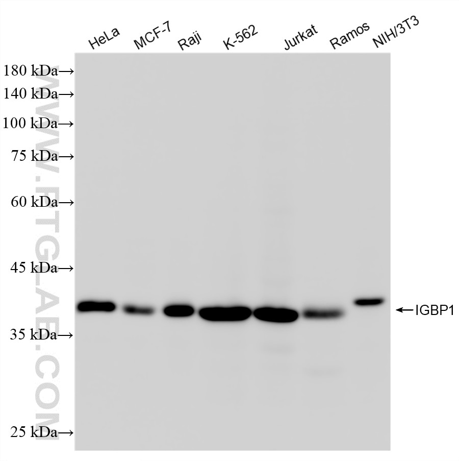 WB analysis using 87726-1-RR Western Blot (WB) analysis of various lysates using IGBP1 Recombinant monoclonal antibody (87726-1-RR)