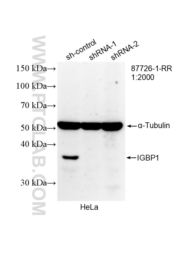 WB analysis of HeLa using 87726-1-RR Western Blot (WB) analysis of HeLa cells using IGBP1 Recombinant monoclonal antibody (87726-1-RR)