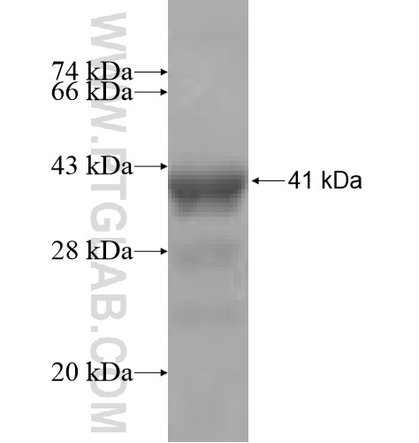 IGBP1 fusion protein Ag6782 SDS-PAGE