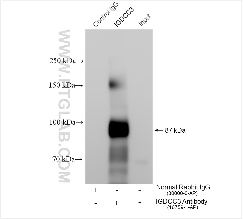 IP experiment of human placenta using 16759-1-AP