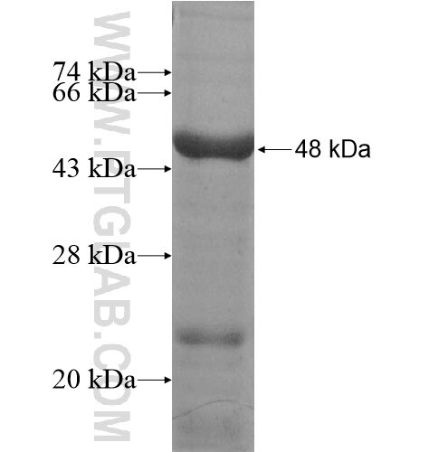 IGDCC3 fusion protein Ag10254 SDS-PAGE