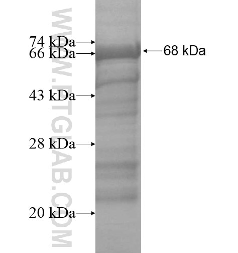 IGDCC3 fusion protein Ag10276 SDS-PAGE