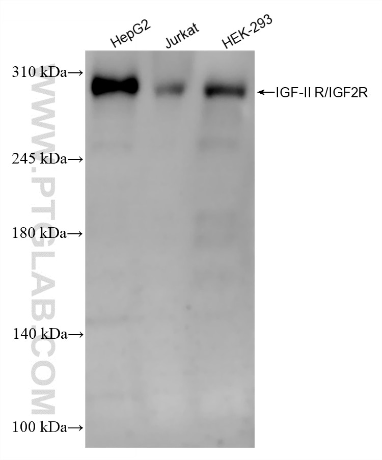 Western Blot (WB) analysis of various lysates using IGF-II R/IGF2R Recombinant monoclonal antibody (86821-1-RR)