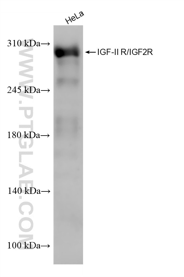 Western Blot (WB) analysis of HeLa cells using IGF-II R/IGF2R Recombinant monoclonal antibody (86821-1-RR)