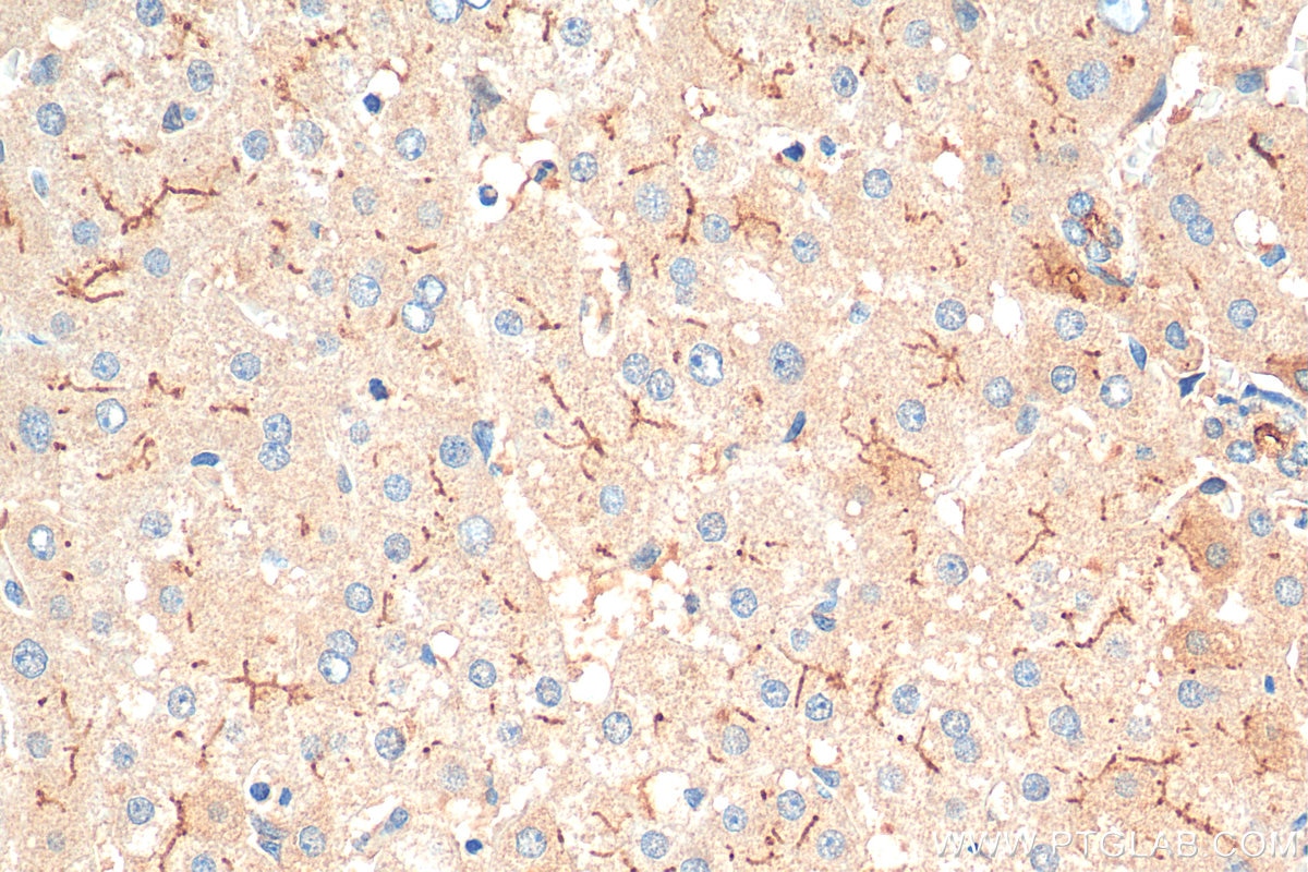 IHC staining of human liver using 28530-1-AP