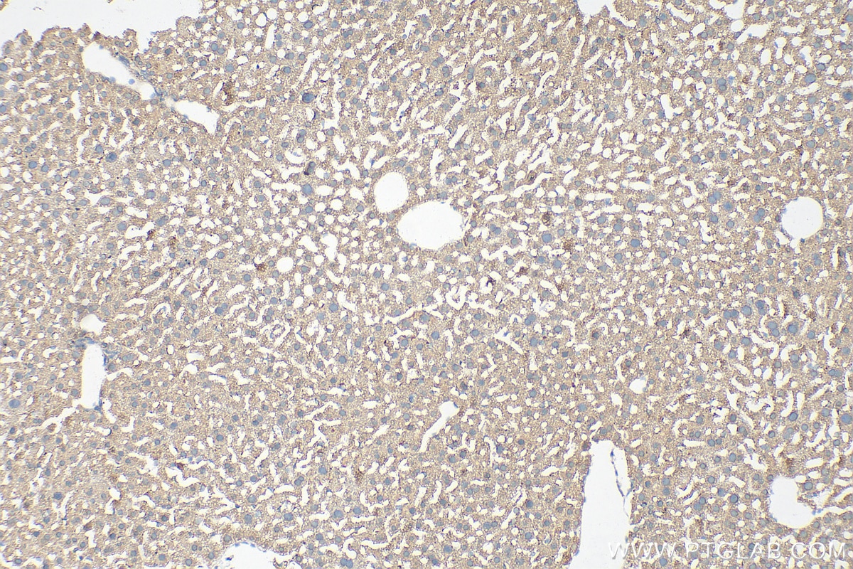 Immunohistochemistry (IHC) staining of mouse liver tissue using IGF1 Polyclonal antibody (28530-1-AP)