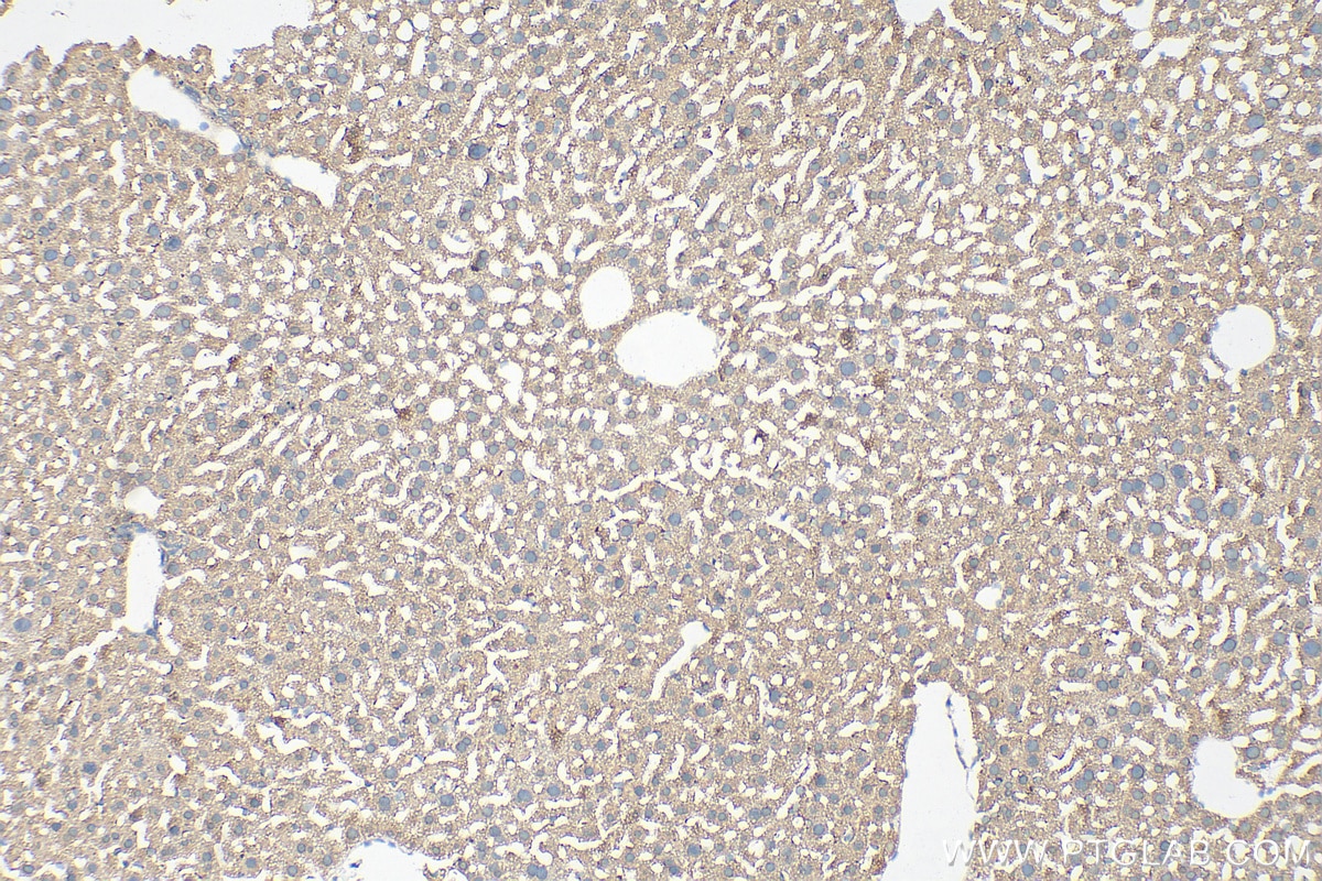 IHC staining of mouse liver using 28530-1-AP