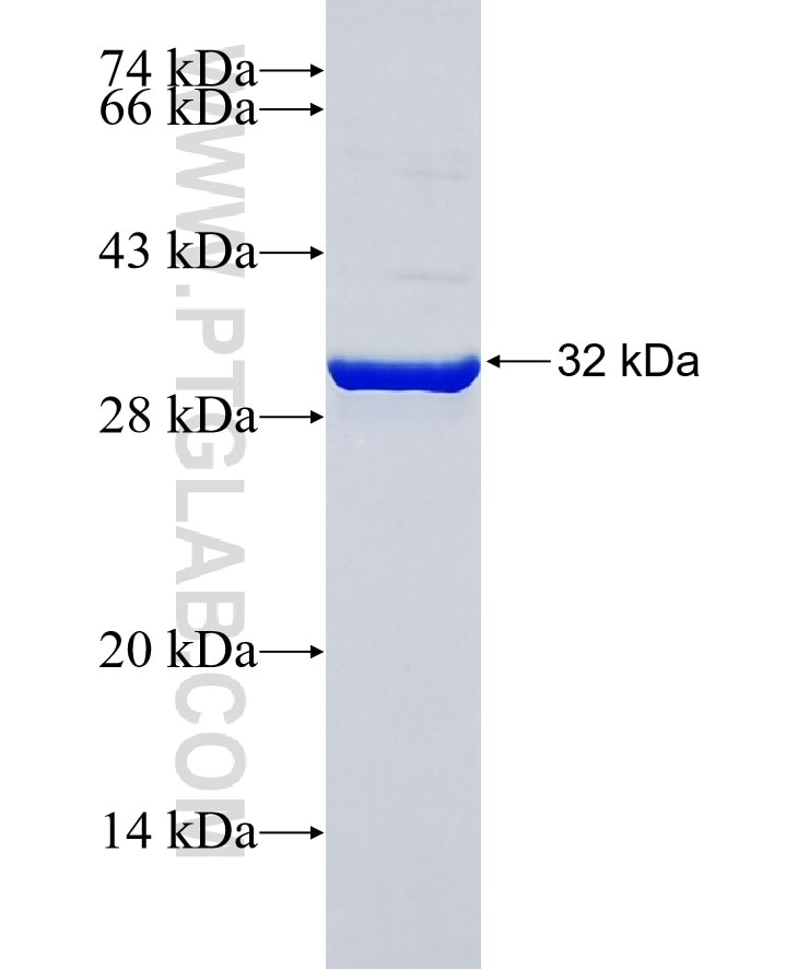 IGF1 fusion protein Ag29197 SDS-PAGE
