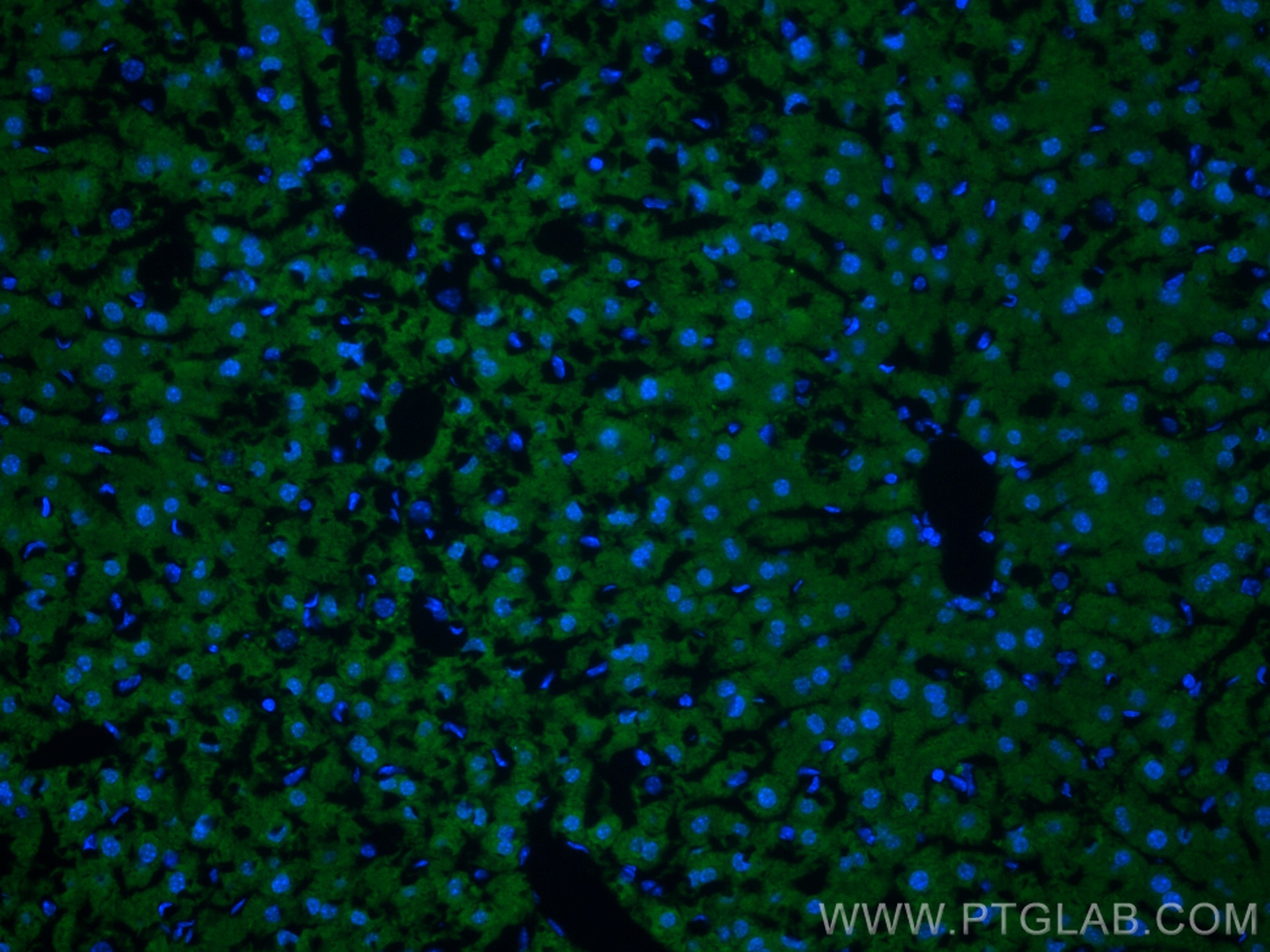 Immunofluorescence (IF) / fluorescent staining of mouse liver tissue using IGF1B-Specific Polyclonal antibody (20215-1-AP)