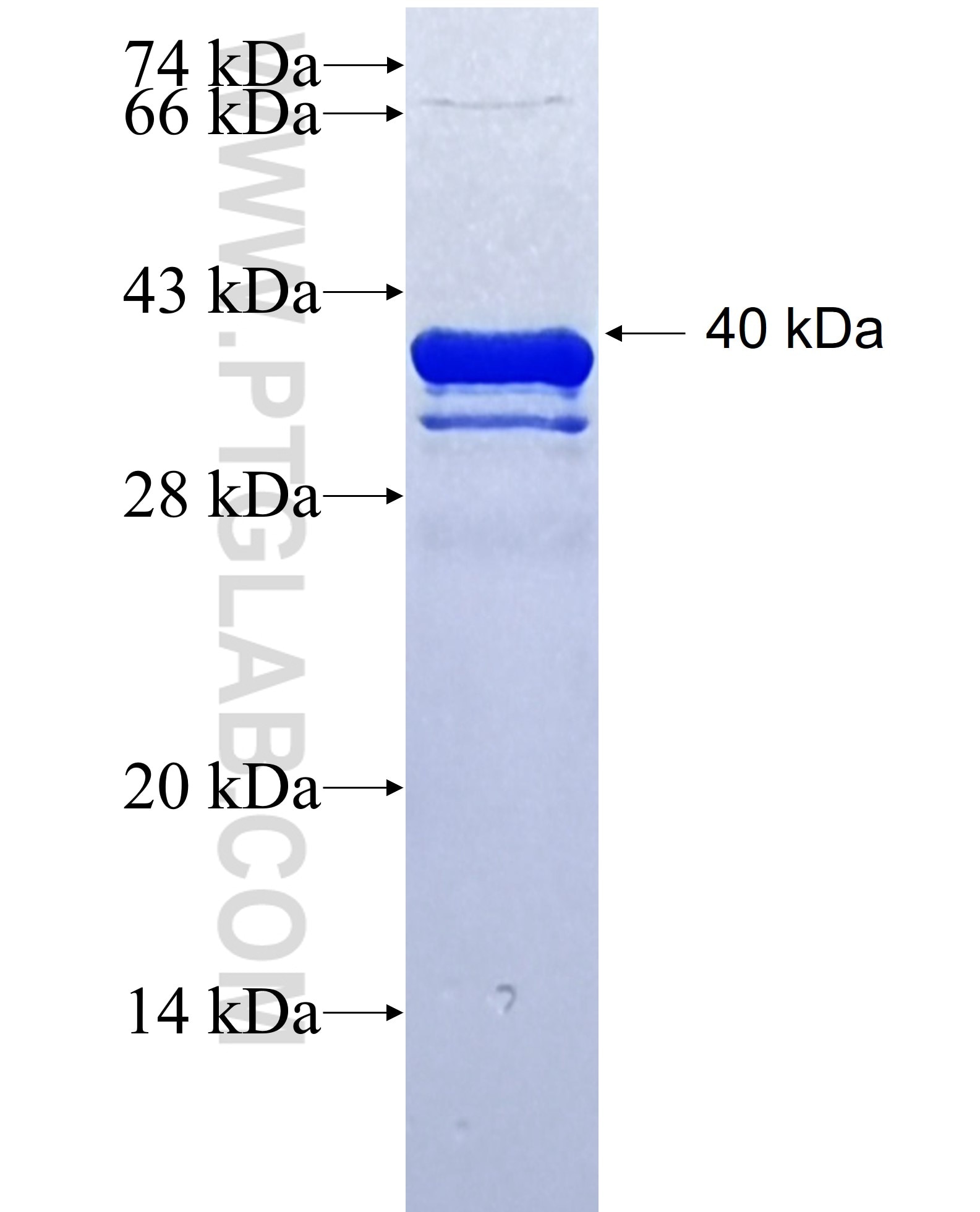 IGF1R fusion protein Ag24732 SDS-PAGE