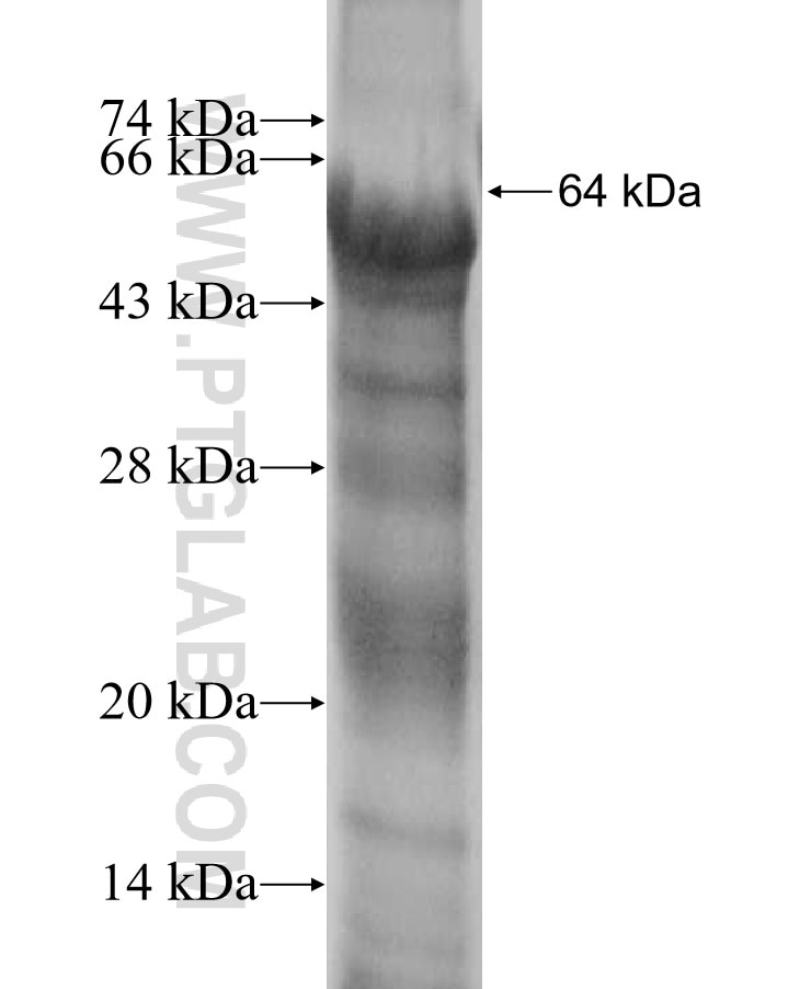 IGF1R fusion protein Ag16325 SDS-PAGE