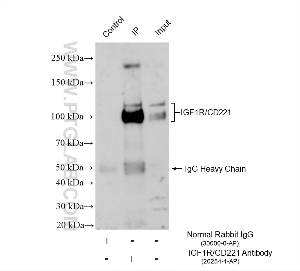 IP experiment of NIH/3T3 using 20254-1-AP Immunoprecipitation (IP) experiment of NIH/3T3 cells using IGF1R/CD221 Polyclonal antibody (20254-1-AP)
