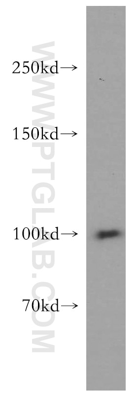 Western Blot (WB) analysis of L02 cells using IGF1R Beta Chain Polyclonal antibody (20254-1-AP)