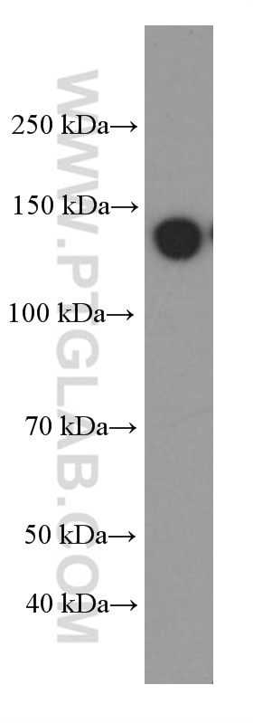 Western Blot (WB) analysis of HepG2 cells using IGF1R Beta Chain Monoclonal antibody (66283-1-Ig)