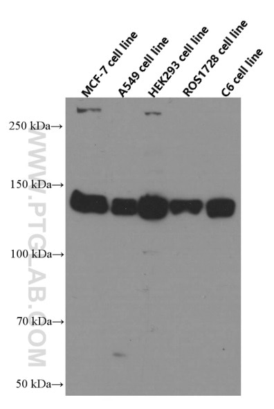 Western Blot (WB) analysis of various lysates using IGF1R Beta Chain Monoclonal antibody (66283-1-Ig)