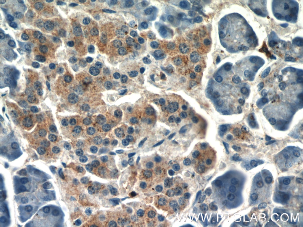 Immunohistochemistry (IHC) staining of human pancreas tissue using IGF2 Polyclonal antibody (24911-1-AP)