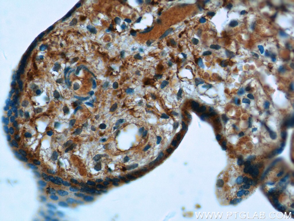 Immunohistochemistry (IHC) staining of human placenta tissue using IGF2 Polyclonal antibody (24911-1-AP)