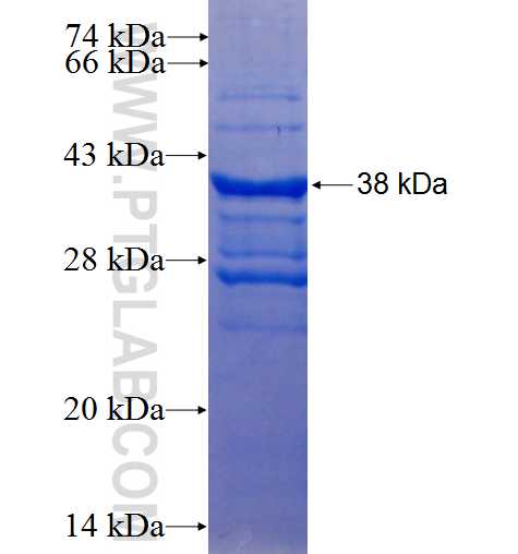 IGF2 fusion protein Ag25933 SDS-PAGE