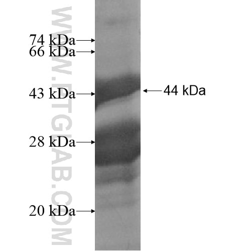 IGF2AS fusion protein Ag15528 SDS-PAGE