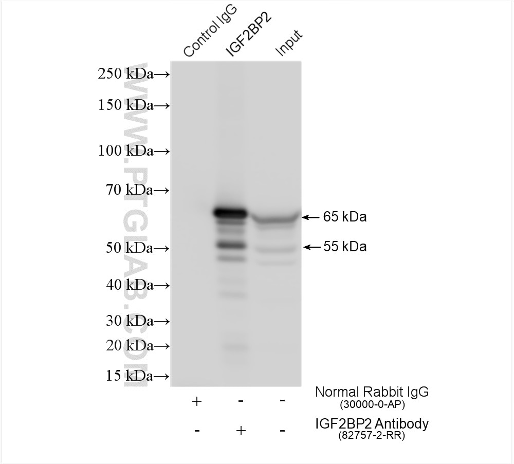 IP experiment of HEK-293 using 82757-2-RR