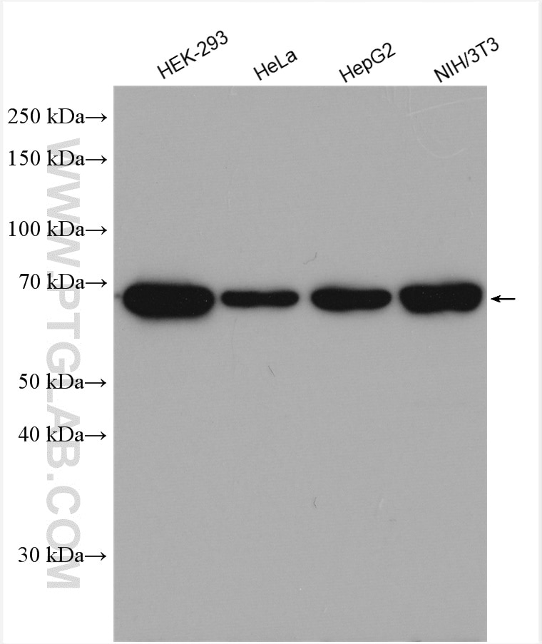Western Blot (WB) analysis of various lysates using IGF2BP3 Polyclonal antibody (14642-1-AP)