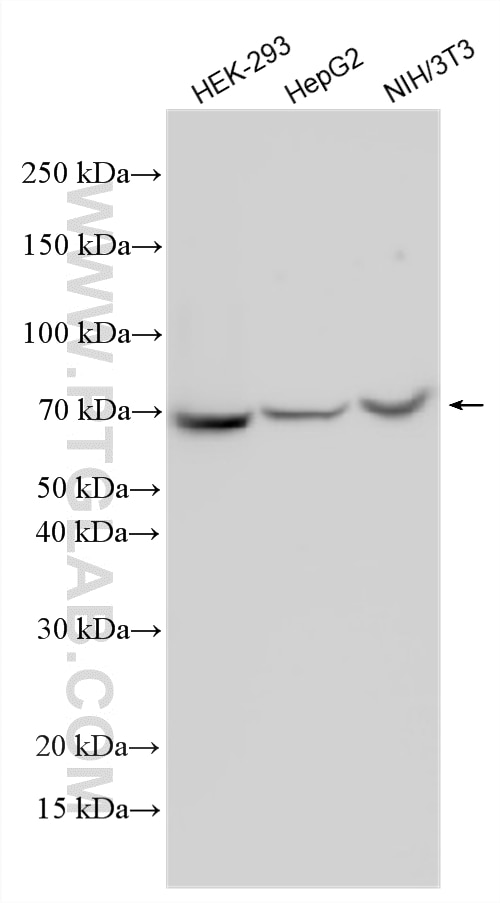 Western Blot (WB) analysis of various lysates using IGF2BP3 Polyclonal antibody (14642-1-AP)