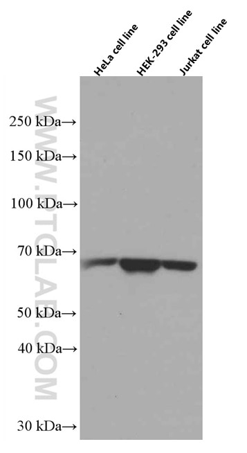 Western Blot (WB) analysis of various lysates using IGF2BP3 Monoclonal antibody (66526-1-Ig)