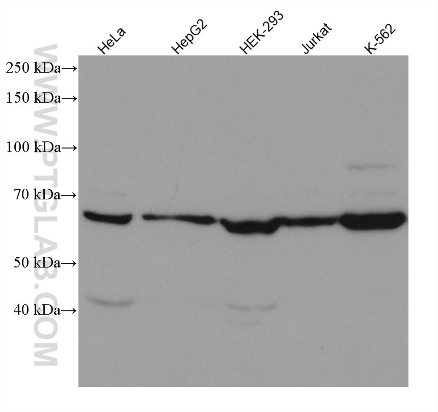 Western Blot (WB) analysis of various lysates using IGF2BP3 Monoclonal antibody (66526-1-Ig)