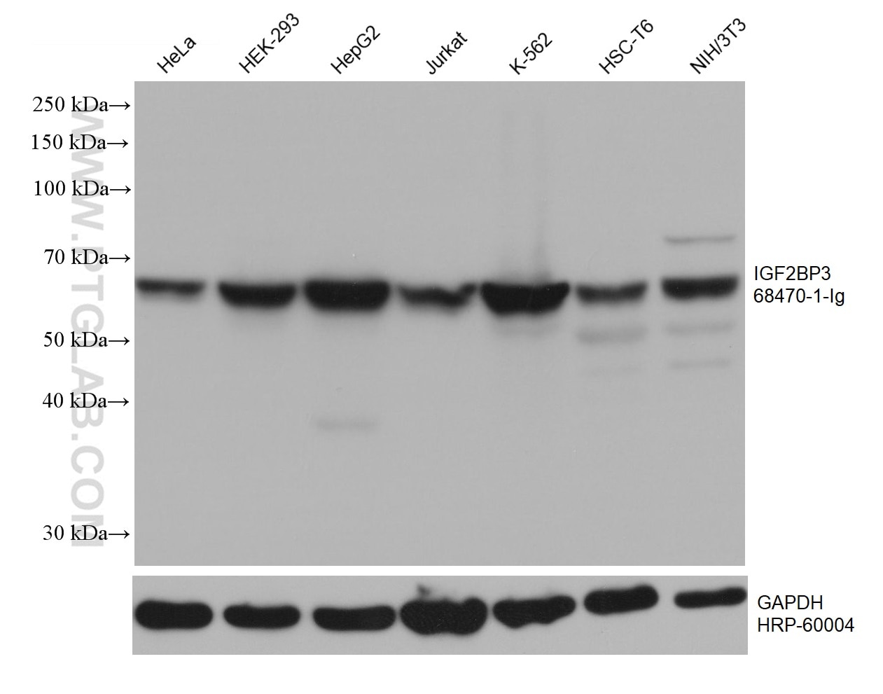 Western Blot (WB) analysis of various lysates using IGF2BP3 Monoclonal antibody (68470-1-Ig)