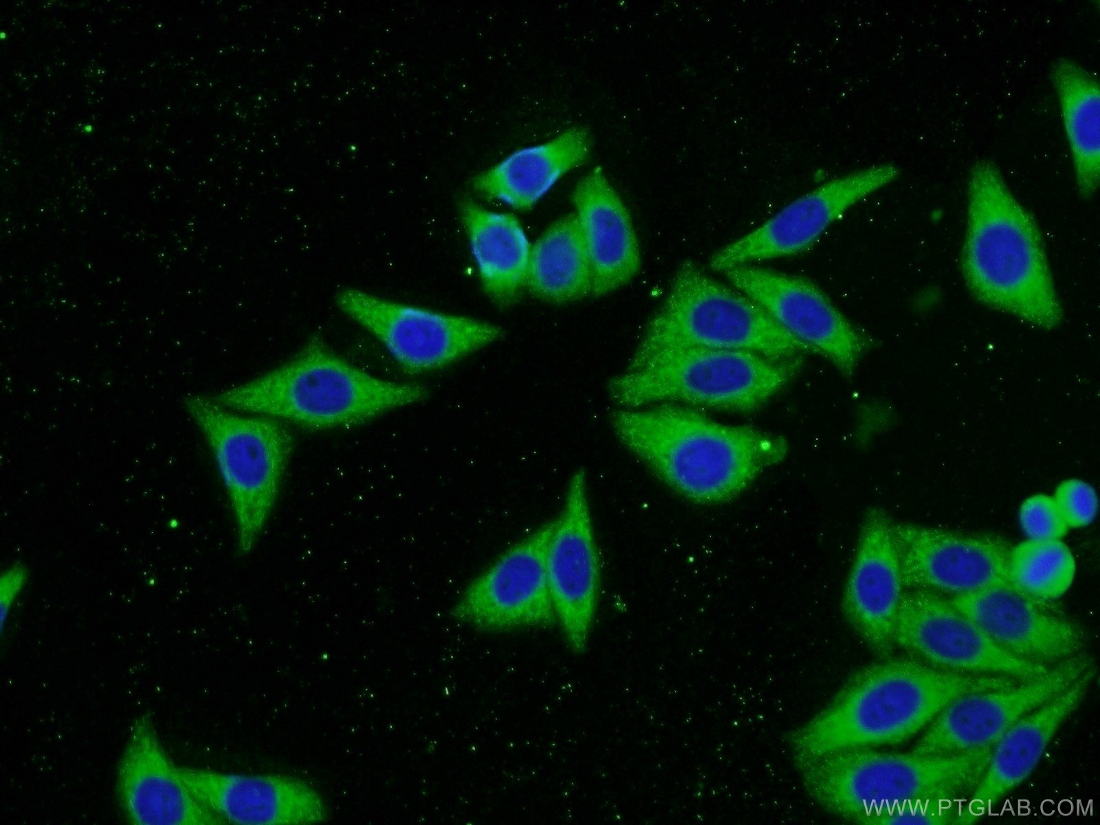 Immunofluorescence (IF) / fluorescent staining of HepG2 cells using IGF2R-Specific Polyclonal antibody (20253-1-AP)
