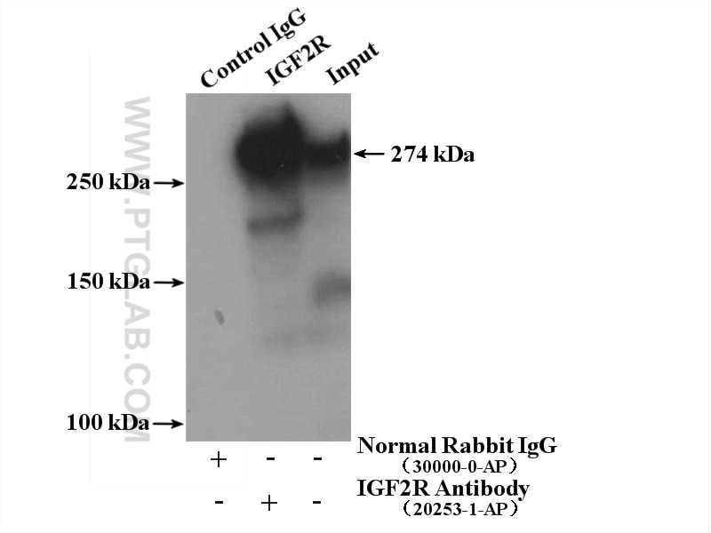 Immunoprecipitation (IP) experiment of HepG2 cells using IGF2R-Specific Polyclonal antibody (20253-1-AP)