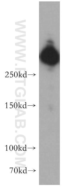 WB analysis of HepG2 using 20253-1-AP