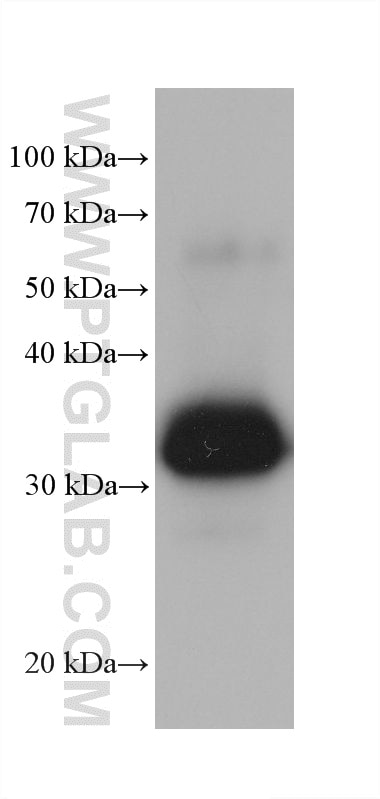 Western Blot (WB) analysis of human placenta tissue using IGFBP1 Monoclonal antibody (60717-8-Ig)