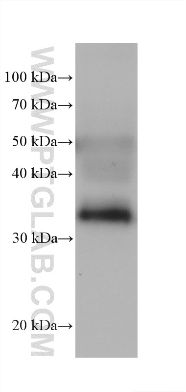 Western Blot (WB) analysis of rabbit liver tissue using IGFBP1 Monoclonal antibody (60717-8-Ig)
