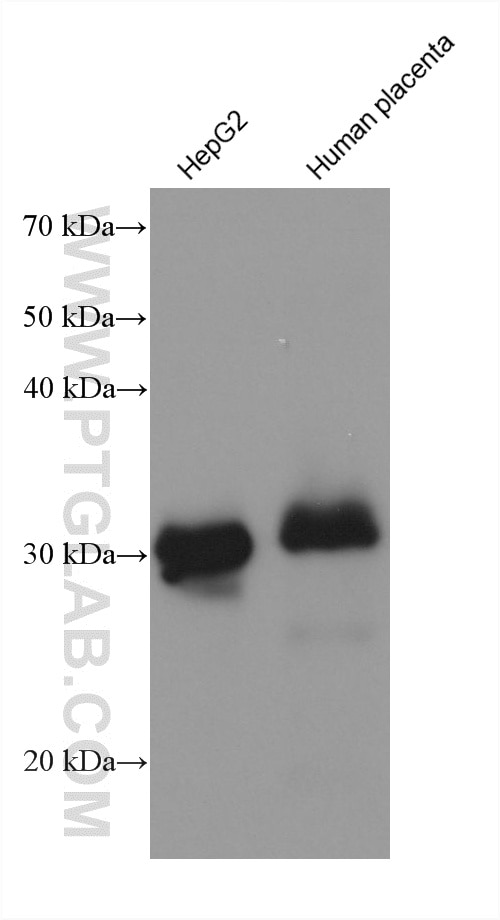 Western Blot (WB) analysis of various lysates using IGFBP1 Monoclonal antibody (60717-8-Ig)